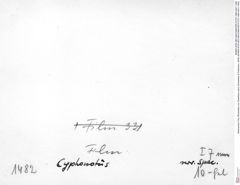Historisches Foto (Rückseite) von Distefania calva (Schweitzer & Feldmann, 2009) (NHMW-AFW-GEO-BACHMAYER-FOTO-1990-0041-1482)
